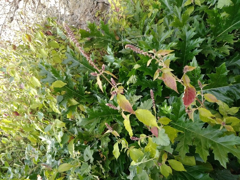 Achyranthes sicula