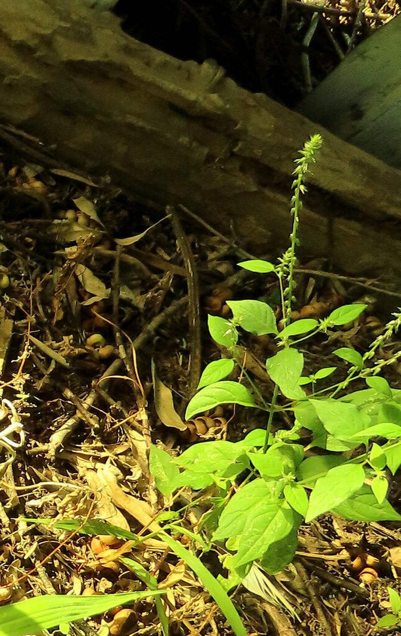 Achyranthes sicula photo 2