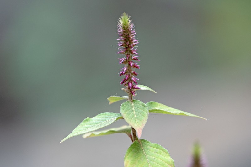 Achyranthes sicula photo 3