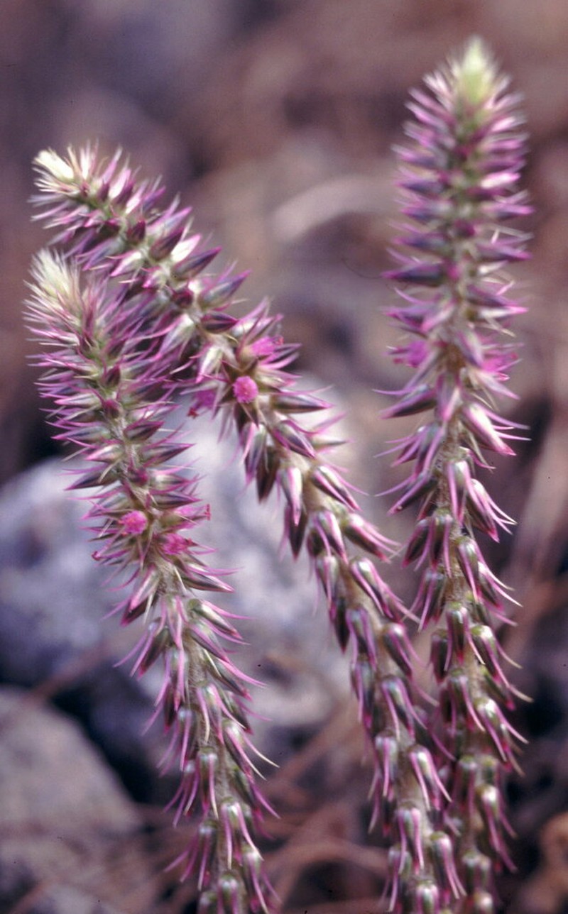 Achyranthes sicula photo 4