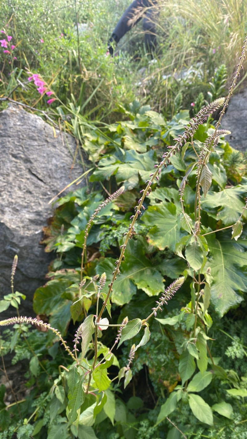 Achyranthes sicula photo 5