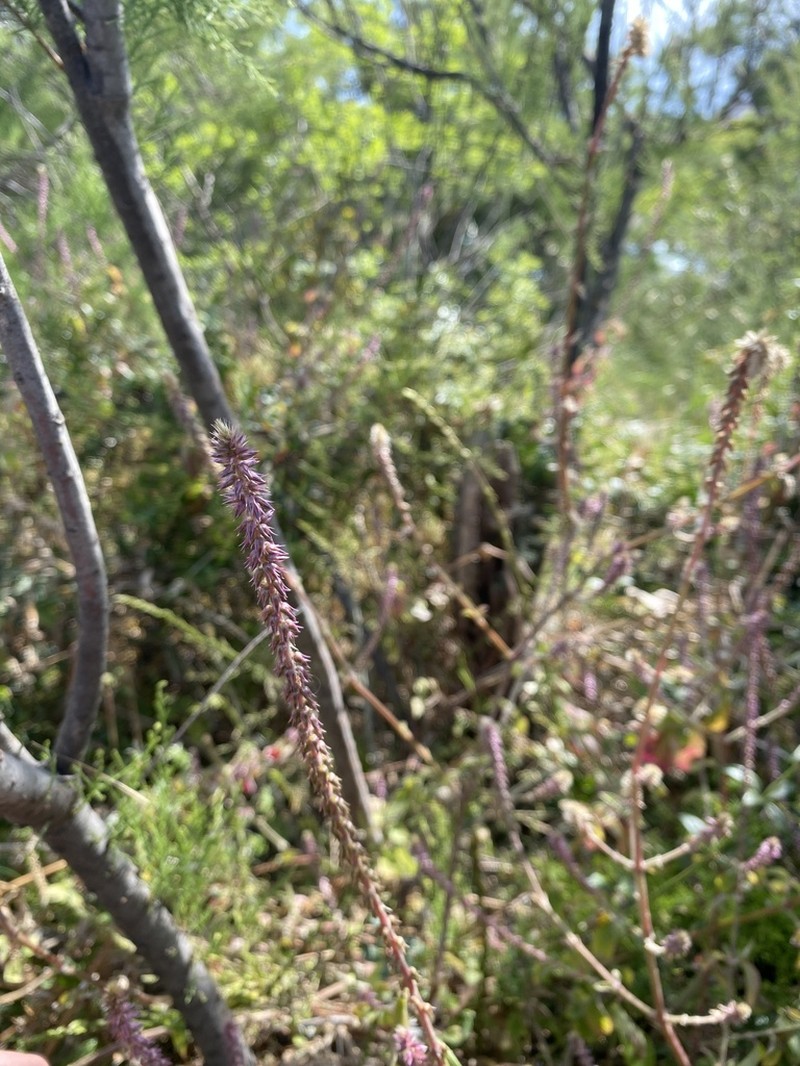 Achyranthes sicula photo 6