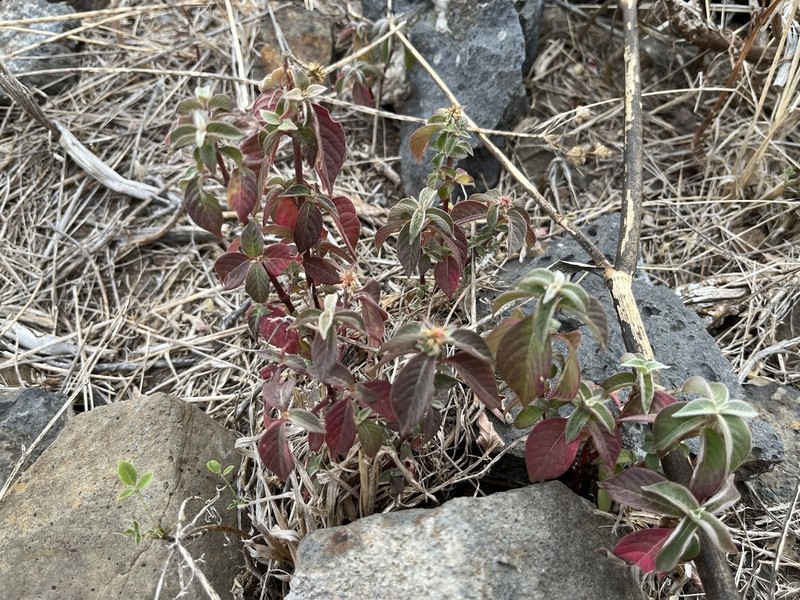 Achyranthes sicula photo 7