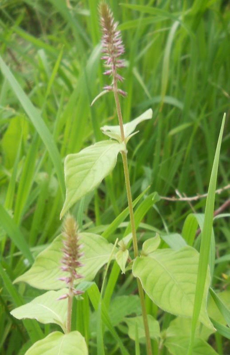 Achyranthes sicula photo 8
