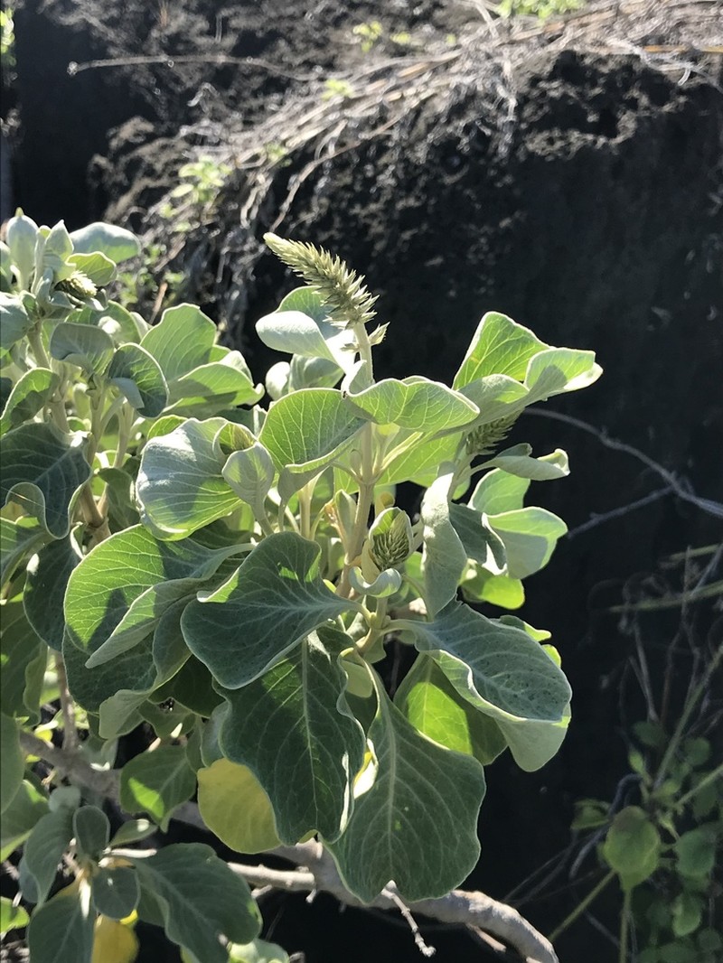 Maui Chaff Flower photo 6