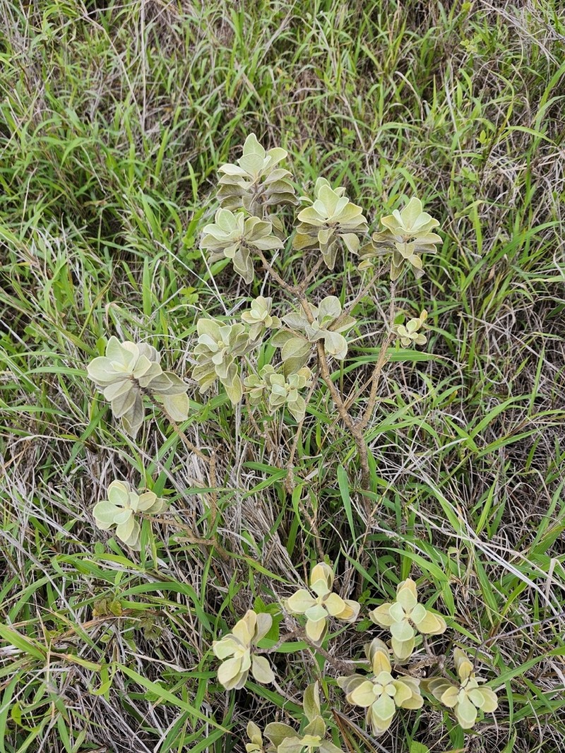 Maui Chaff Flower photo 8