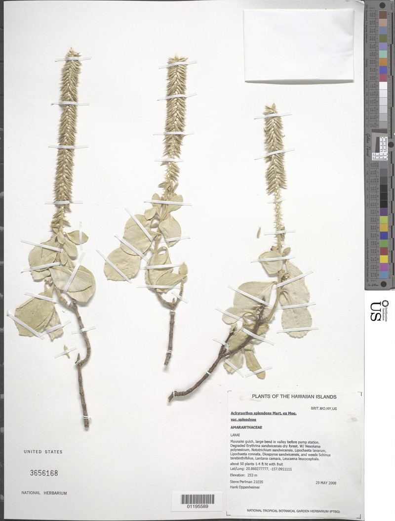Achyranthes splendens var. splendens photo 2