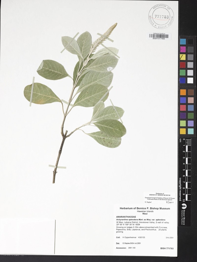 Achyranthes splendens var. splendens photo 3