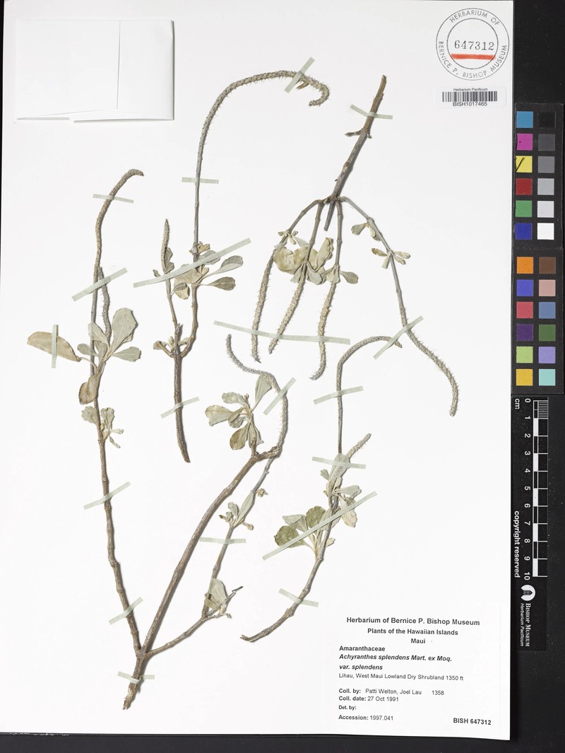 Achyranthes splendens var. splendens photo 4