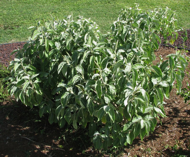 Achyranthes splendens var. splendens