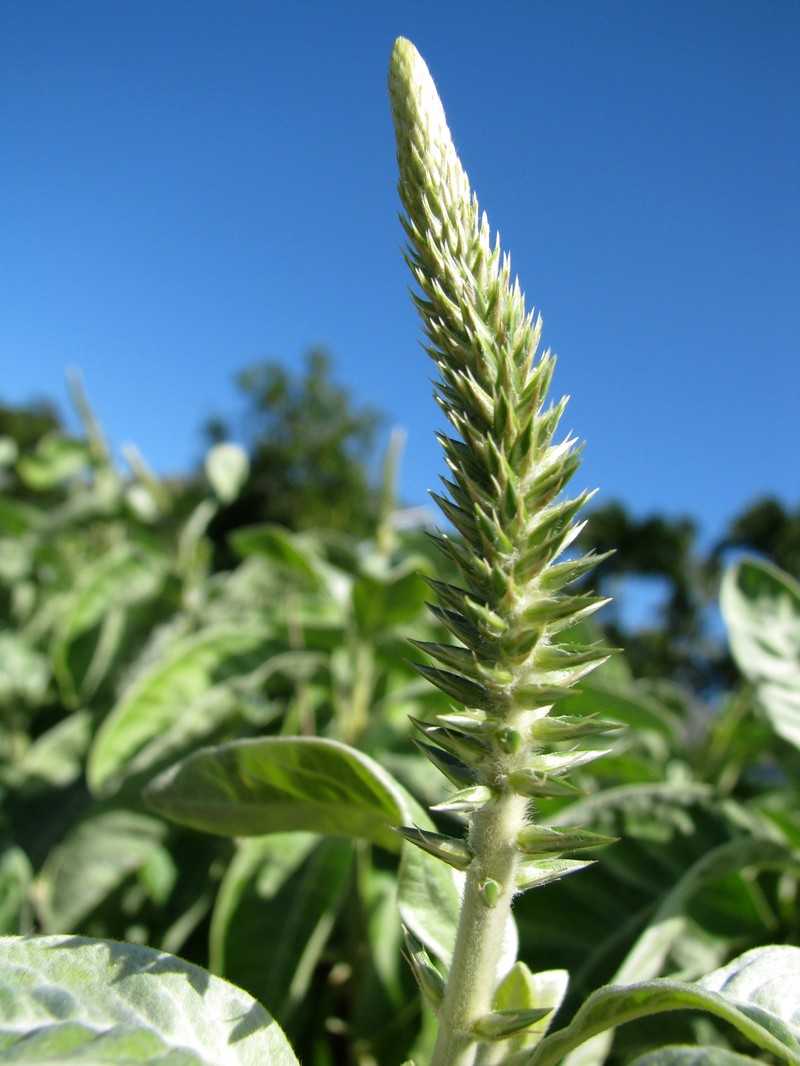 Achyranthes splendens var. splendens photo 5