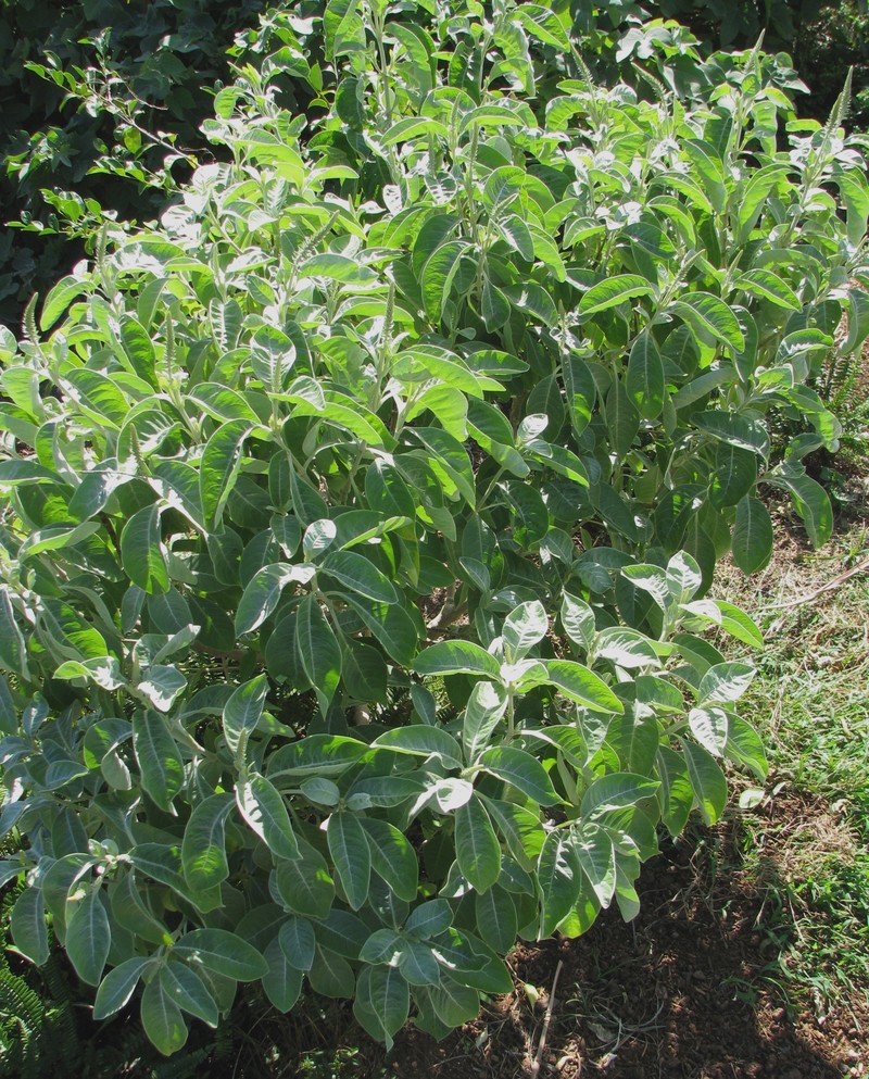 Achyranthes splendens var. splendens photo 7