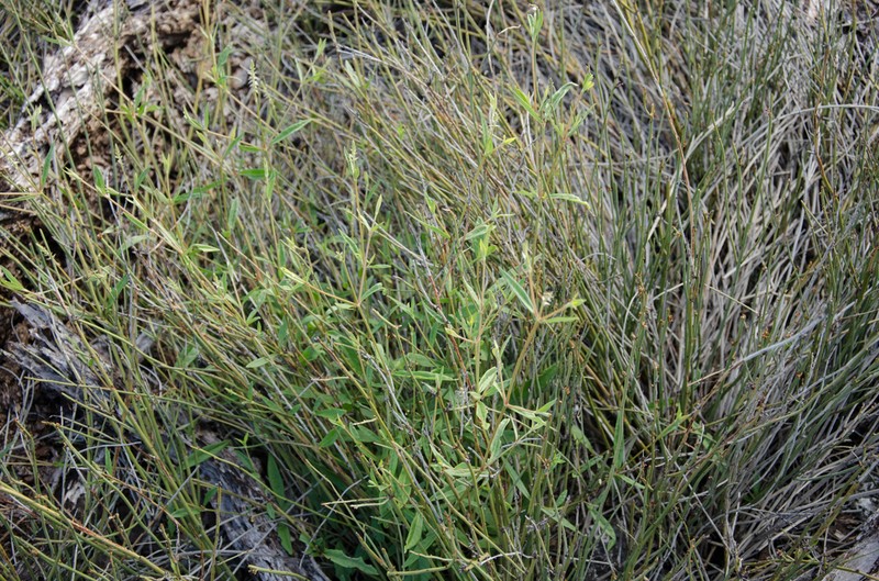 Achyranthes talbotii