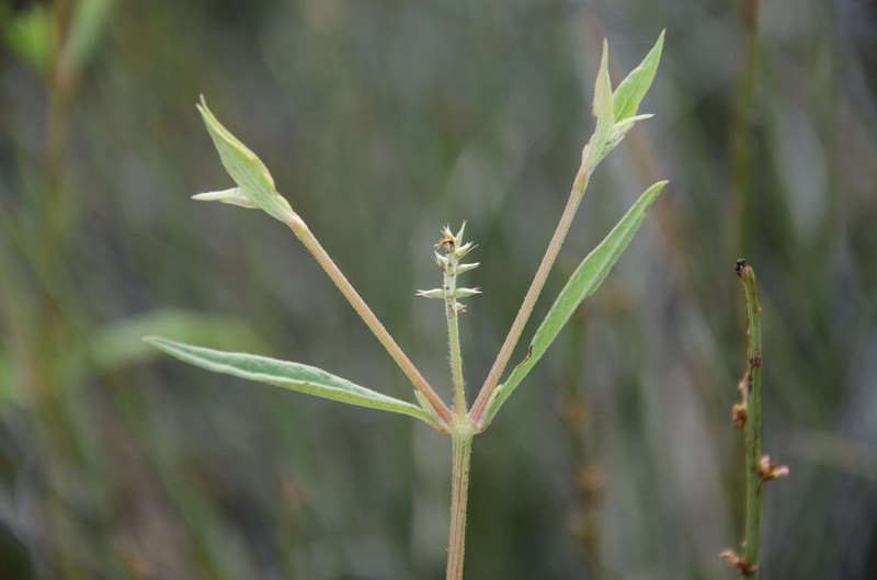 Achyranthes talbotii photo 2