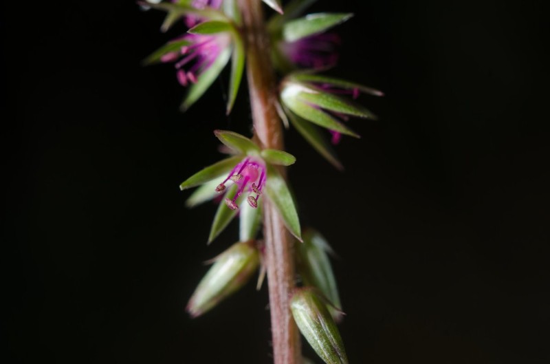 Achyranthes talbotii photo 3