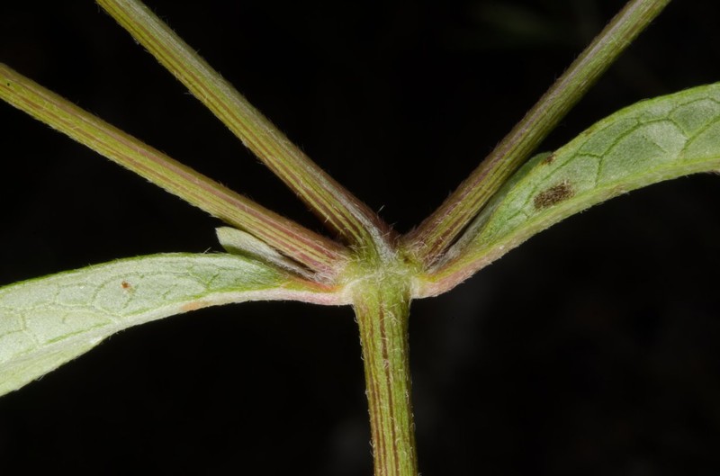 Achyranthes talbotii photo 4