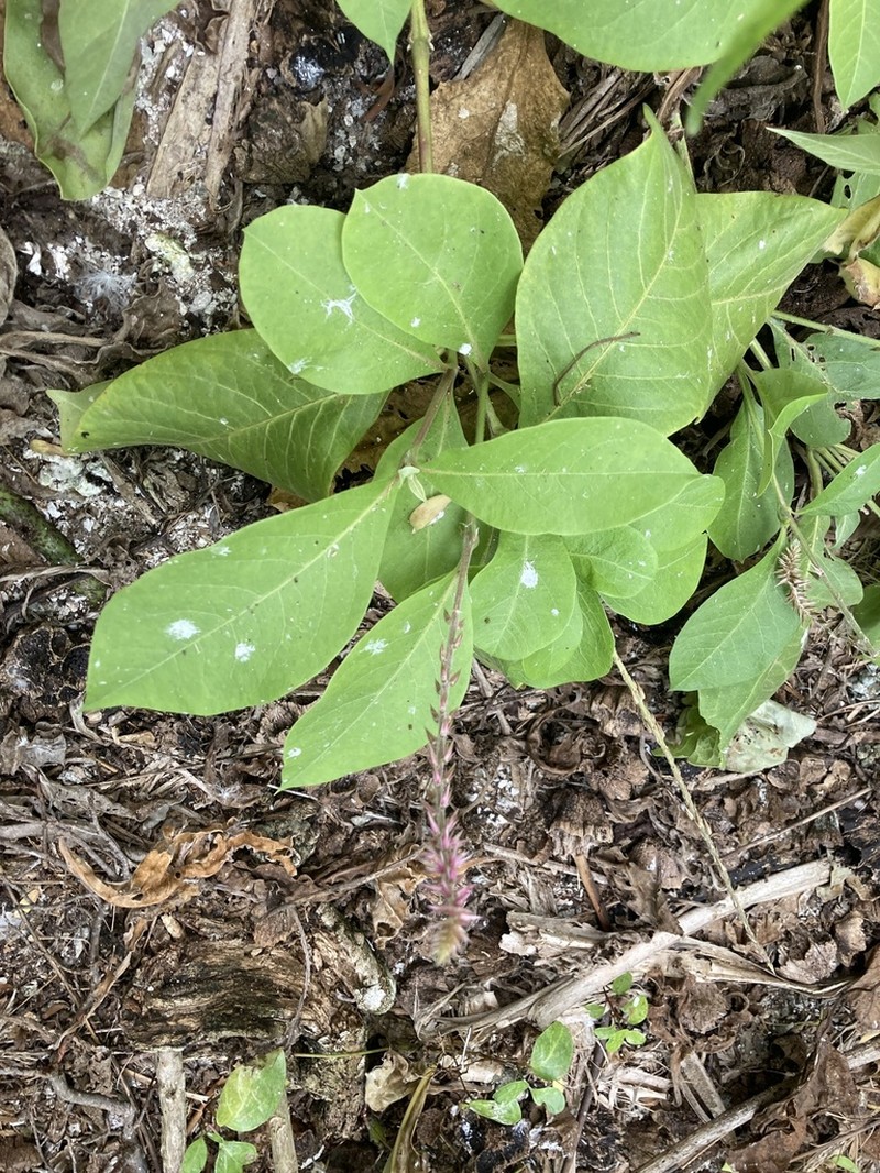 Achyranthes velutina photo 2