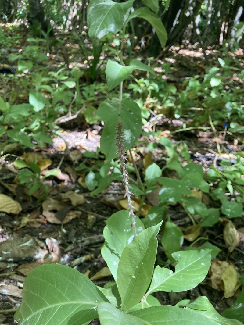 Achyranthes velutina photo 3
