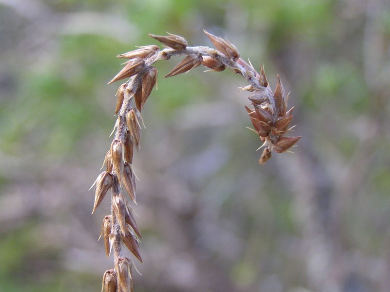 Achyranthes velutina photo 4