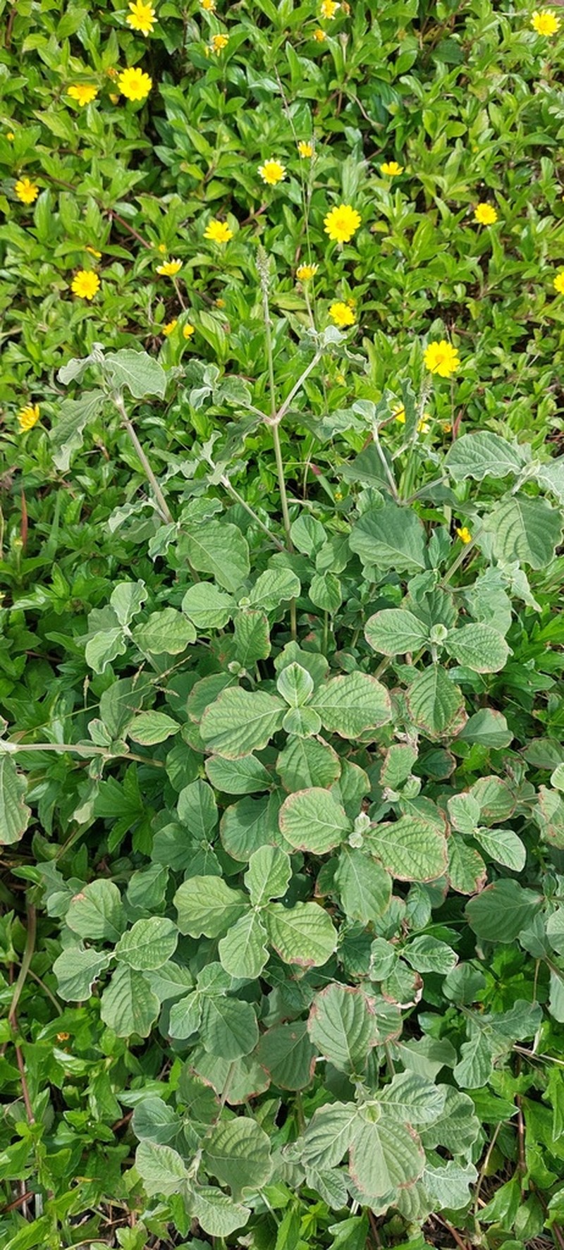 Achyranthes velutina photo 5