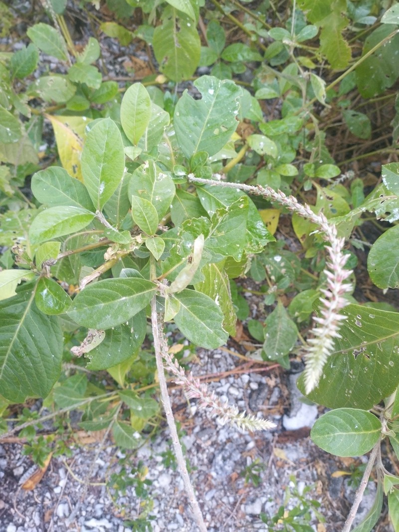 Achyranthes velutina photo 6