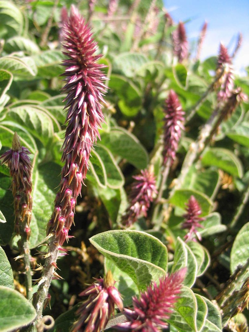 Achyranthes velutina photo 8