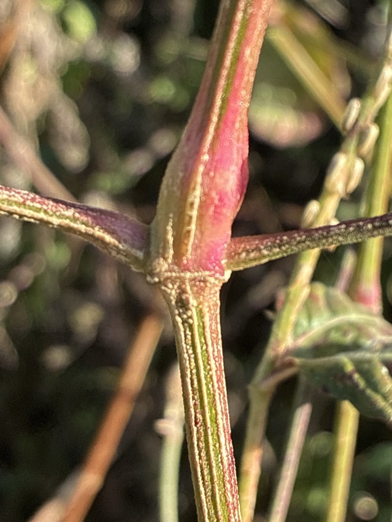 Achyranthes viridis