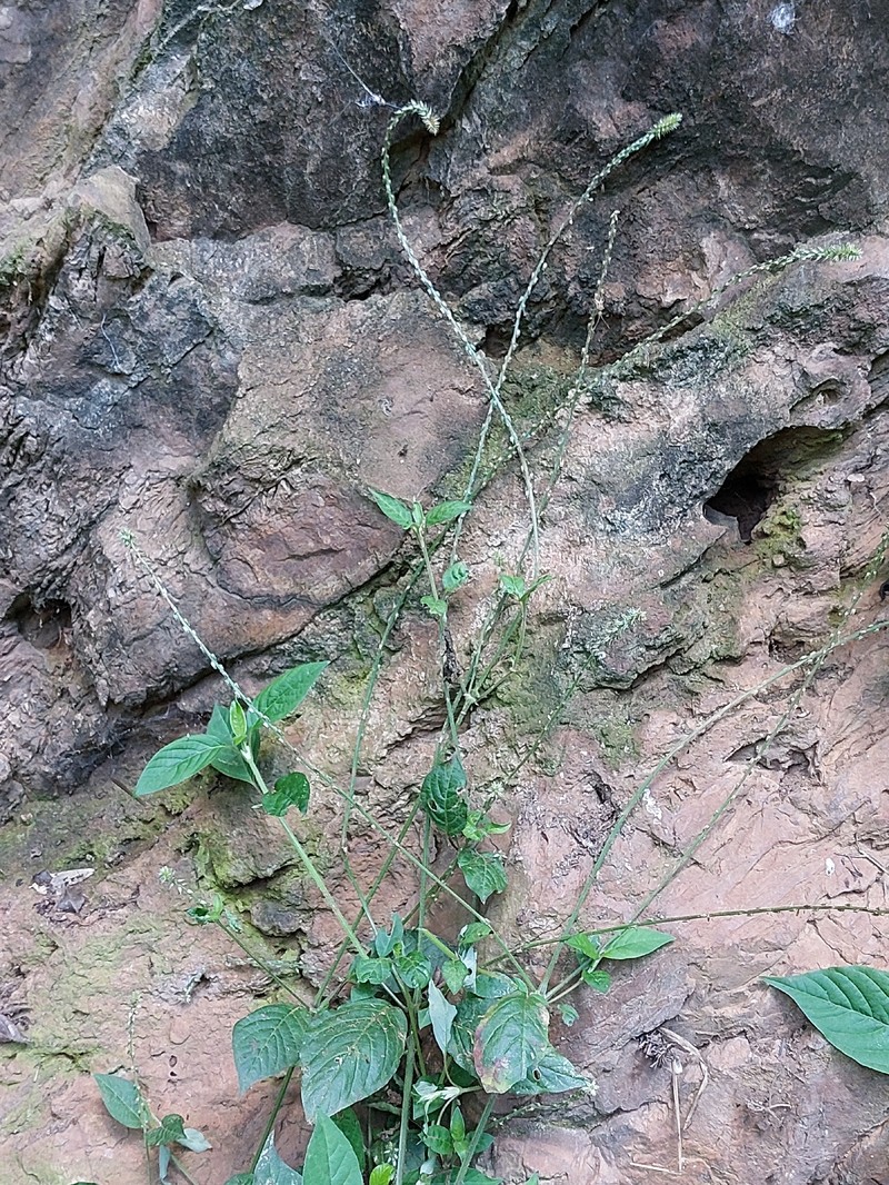 Achyranthes viridis photo 5