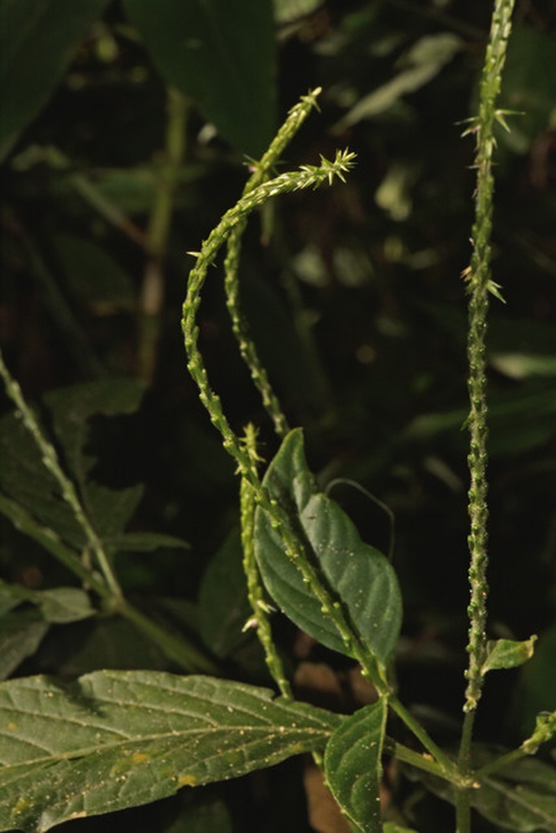 Achyranthes viridis photo 6