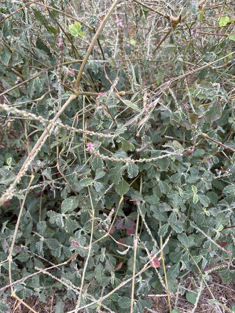 Achyranthes viridis photo 7