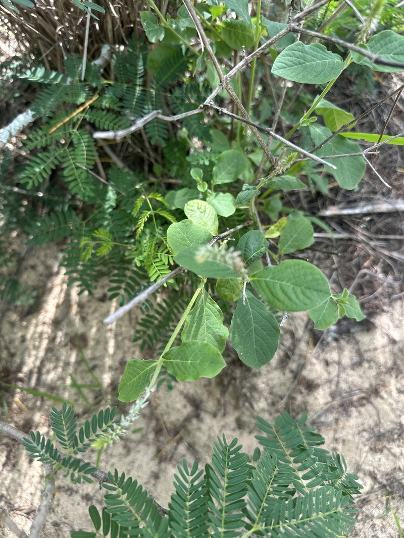 Achyranthes viridis photo 8