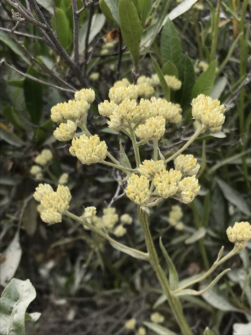 Achyrocline alata