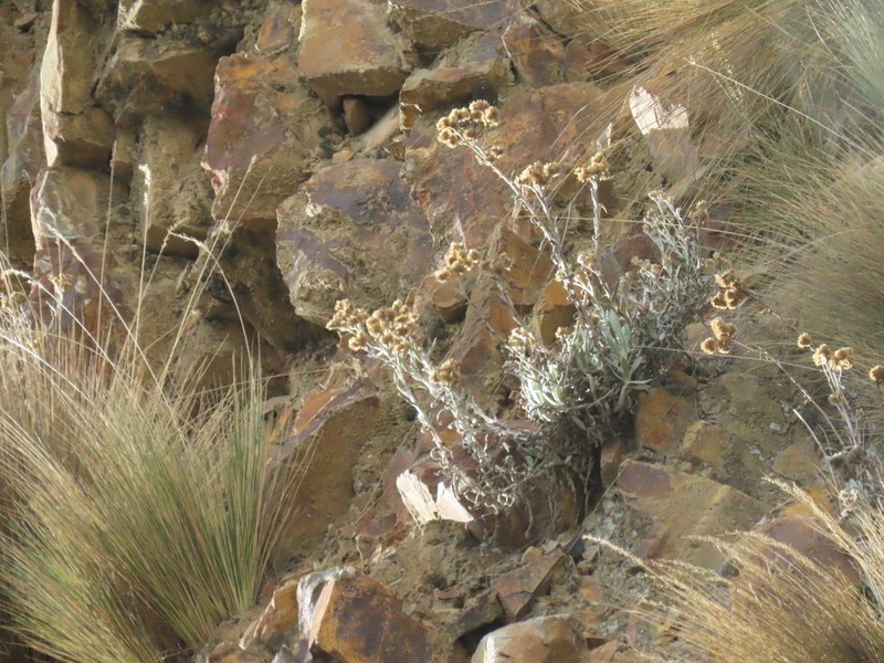 Achyrocline alata photo 2