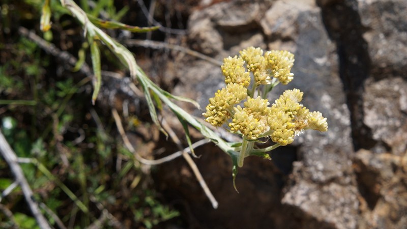 Achyrocline alata photo 3