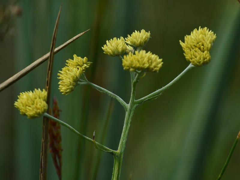 Achyrocline alata photo 5
