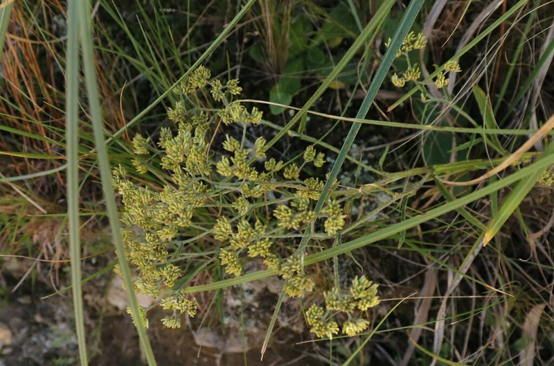 Achyrocline alata photo 6
