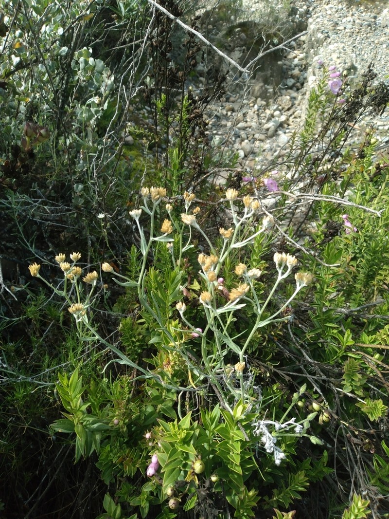 Achyrocline alata photo 7