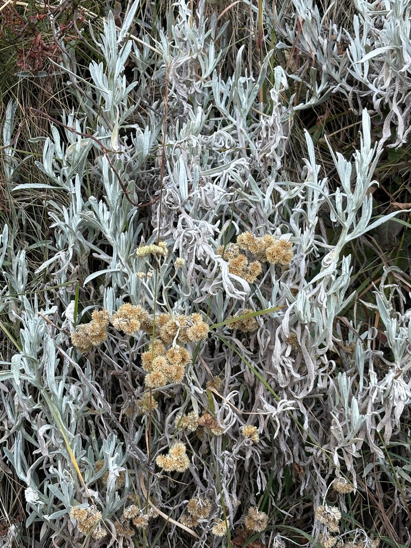 Achyrocline alata photo 8
