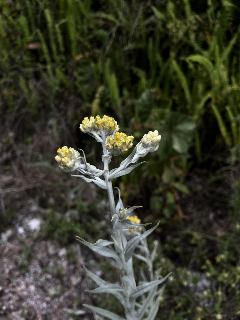 Achyrocline arrojadoana photo 2