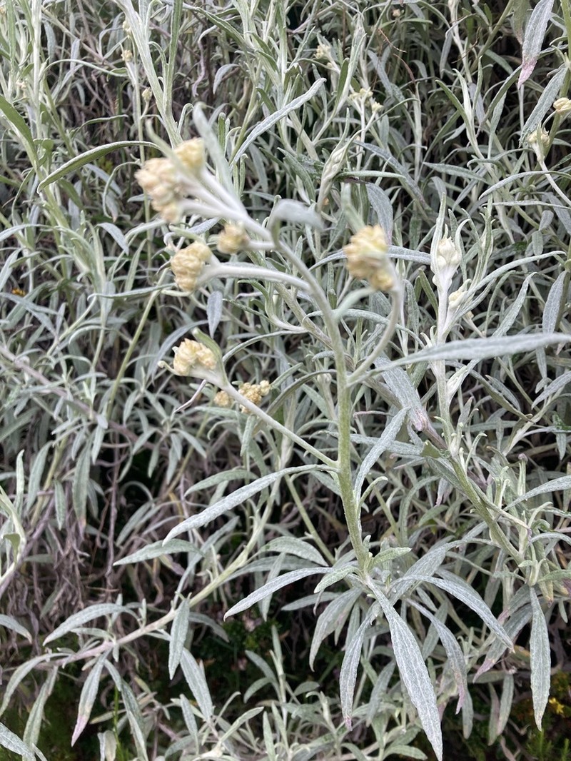 Achyrocline bogotensis