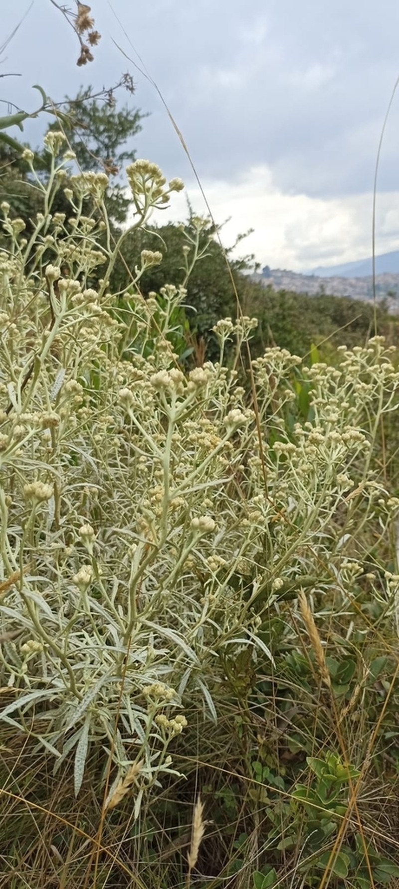 Achyrocline bogotensis photo 2