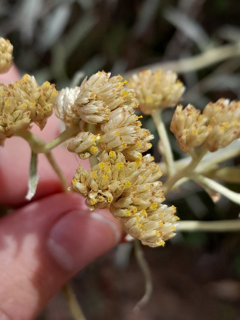 Achyrocline bogotensis photo 3