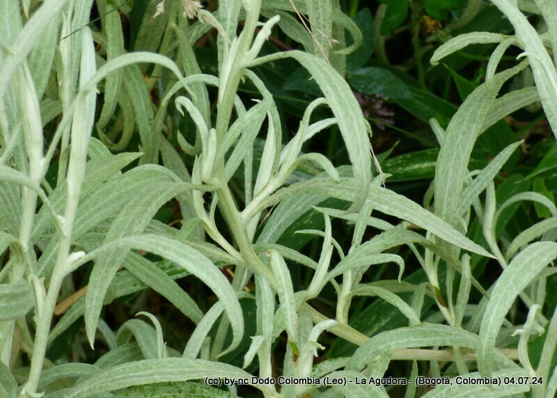 Achyrocline bogotensis photo 4