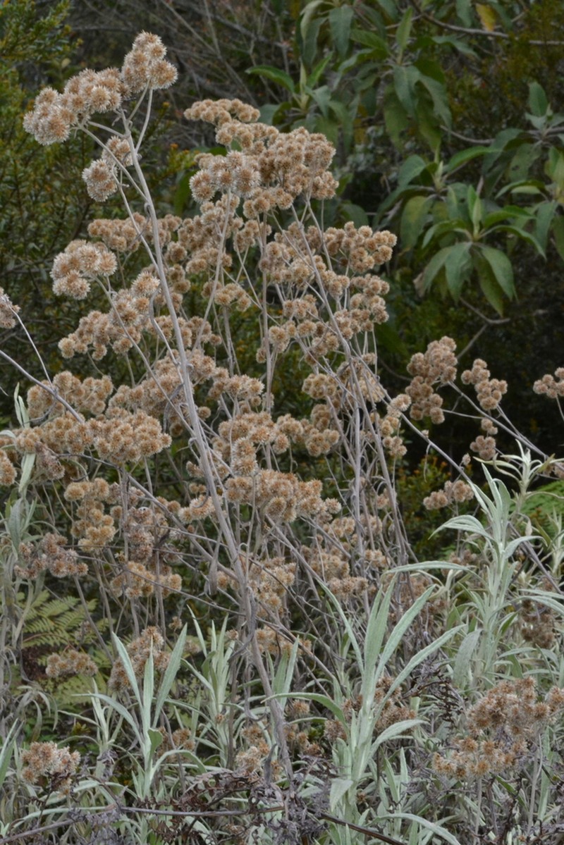 Achyrocline bogotensis photo 6