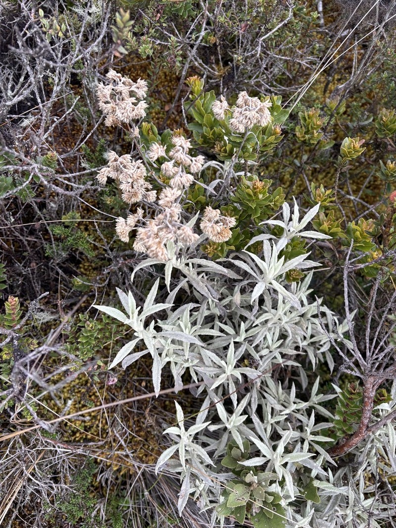 Achyrocline bogotensis photo 7