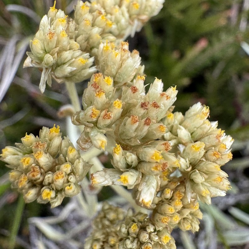 Achyrocline bogotensis photo 8