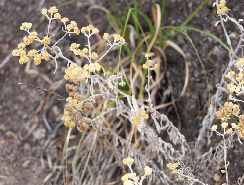 Achyrocline celosioides