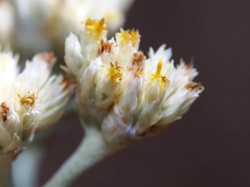 Achyrocline celosioides photo 3