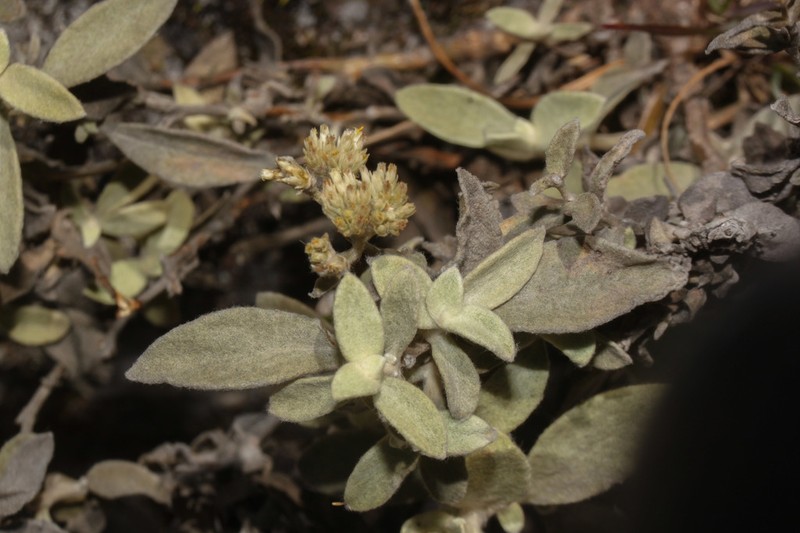 Achyrocline celosioides photo 4