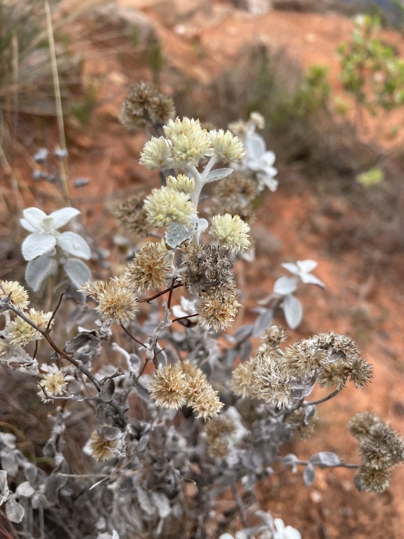 Achyrocline celosioides photo 5